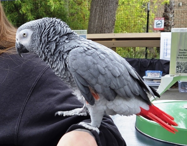 One of the birds that was displayed by zoo docents.
